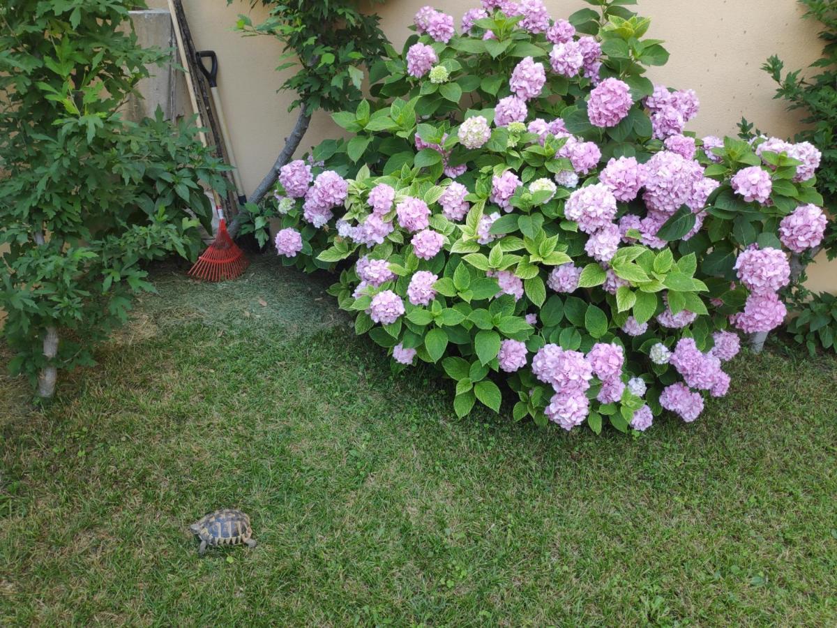 Spacious Apartment With Big Garden Near Beach スプリト エクステリア 写真